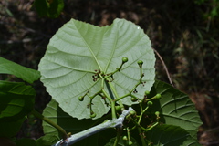 Cissus pallida